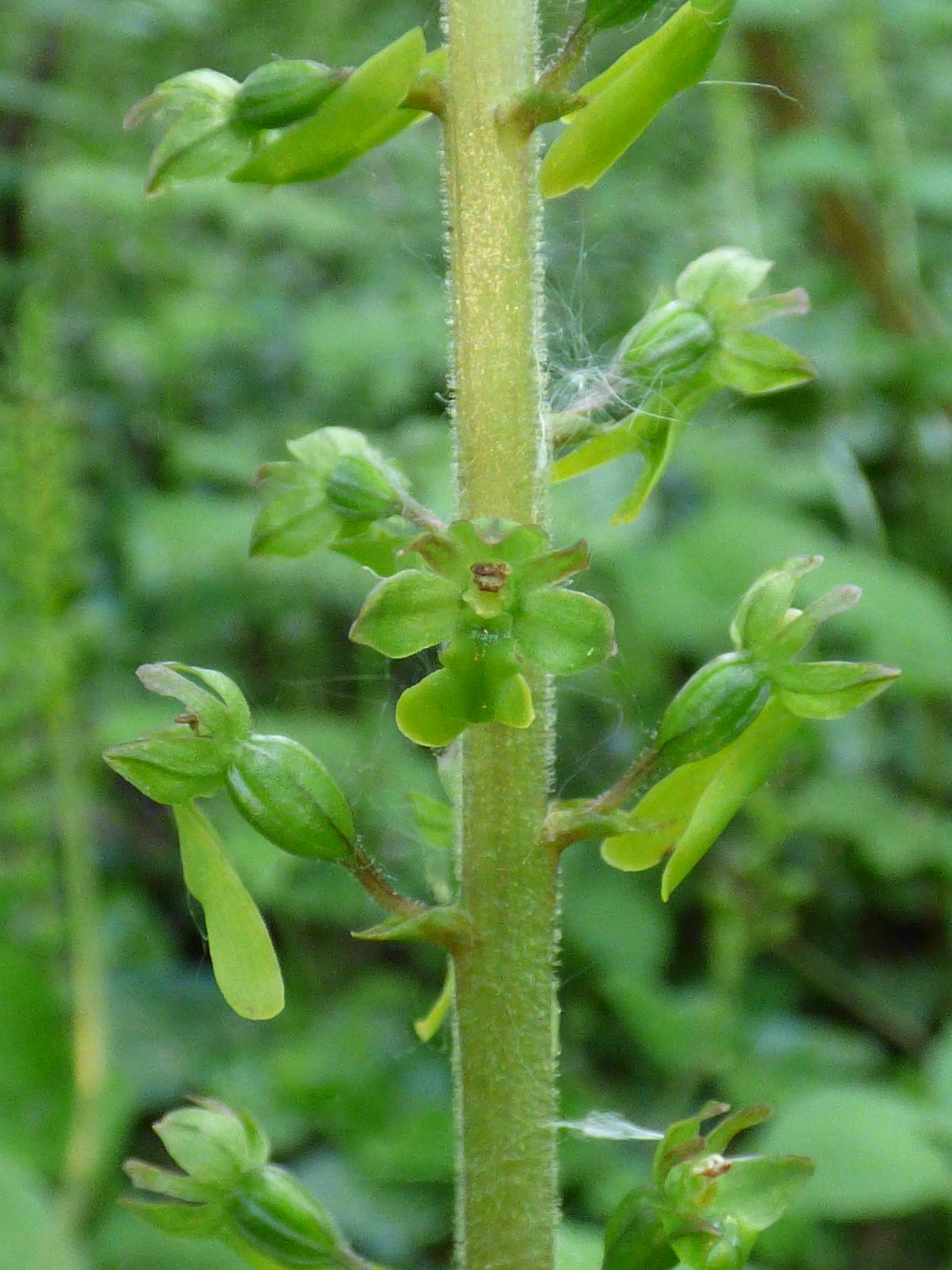 Listera ovata